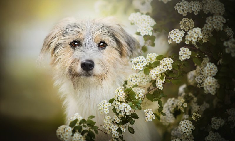 Обои цветение, собака, боке, лилли, flowering, dog, bokeh, lilly разрешение 2048x1277 Загрузить