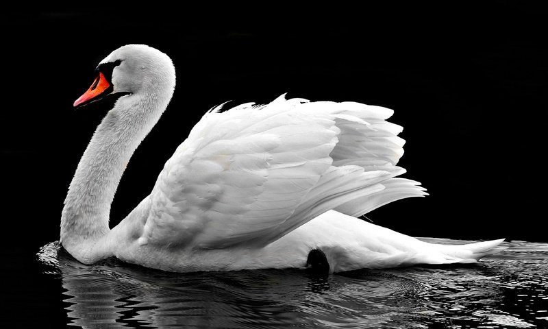 Обои вода, отражение, птица, клюв, черный фон, перья, лебедь, water, reflection, bird, beak, black background, feathers, swan разрешение 4000x2289 Загрузить