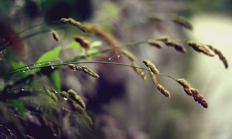 Обои трава, природа, макро, фон, роса, капли, дождь, колоски, grass, nature, macro, background, rosa, drops, rain, spikelets разрешение 1920x1200 Загрузить