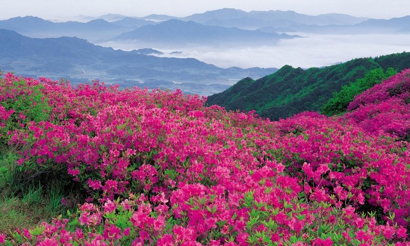 Обои цветы, природа, склон, гора, долина, рододендроны, flowers, nature, slope, mountain, valley, rhododendrons разрешение 1920x1080 Загрузить