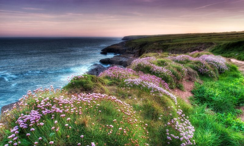 Обои цветы, вечер, скалы, берег, море, побережье, flowers, the evening, rocks, shore, sea, coast разрешение 2560x1707 Загрузить