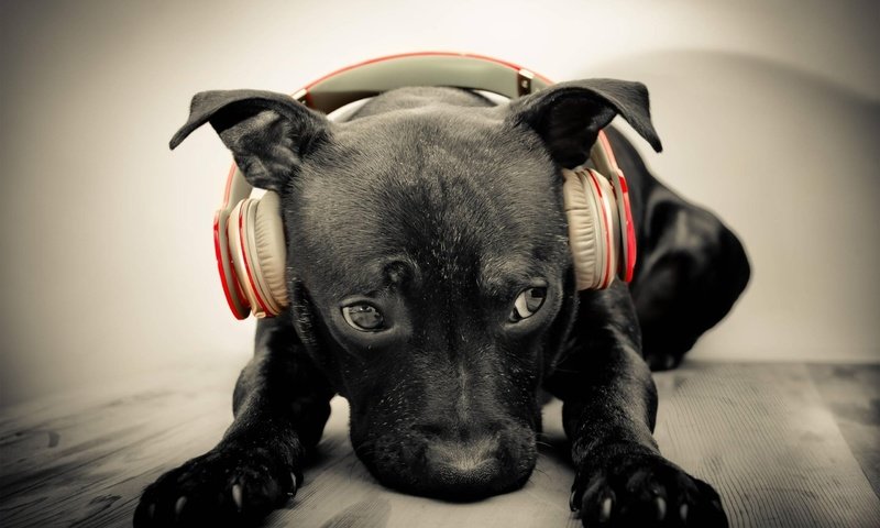 Обои морда, музыка, собака, наушники, щенок, face, music, dog, headphones, puppy разрешение 2560x1600 Загрузить