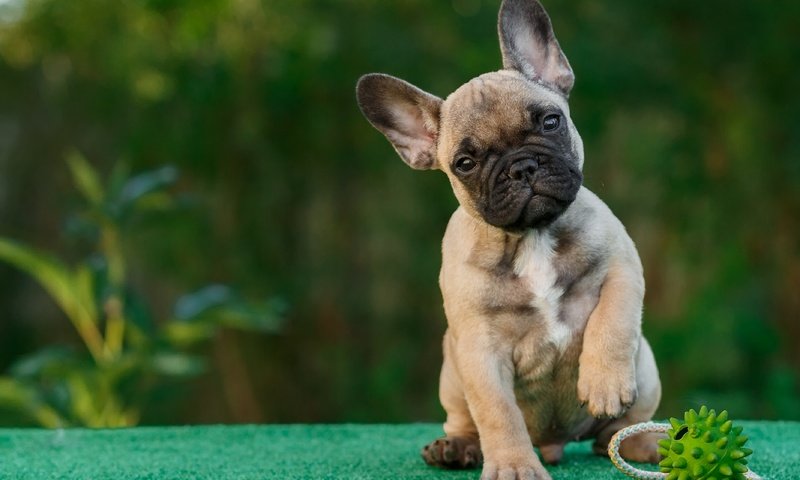 Обои глаза, взгляд, собака, щенок, мячик, французский бульдог, eyes, look, dog, puppy, the ball, french bulldog разрешение 2933x1920 Загрузить