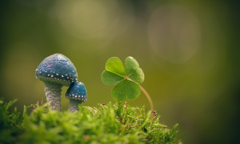 Обои макро, фон, грибы, мох, листики, кислица, строфария сине-зелёная, macro, background, mushrooms, moss, leaves, oxalis, stropharia blue-green разрешение 1920x1200 Загрузить