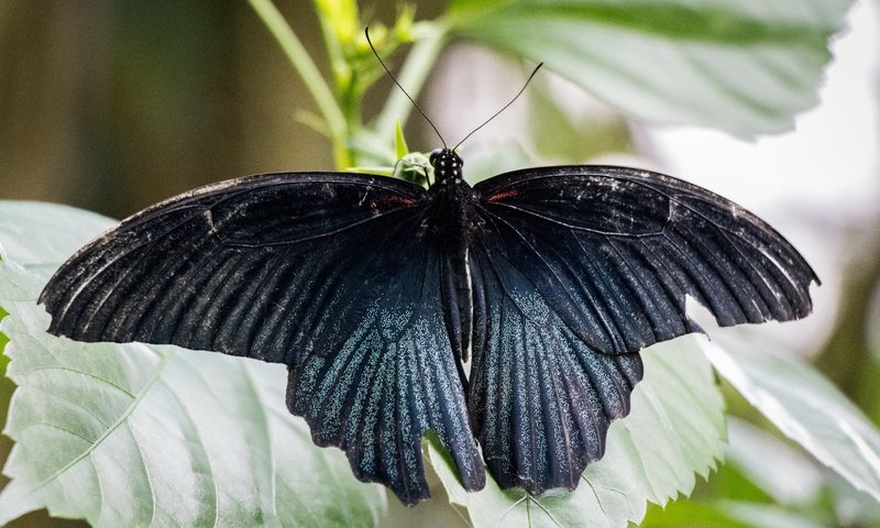 Обои природа, листья, насекомое, бабочка, крылья, nature, leaves, insect, butterfly, wings разрешение 6000x4000 Загрузить