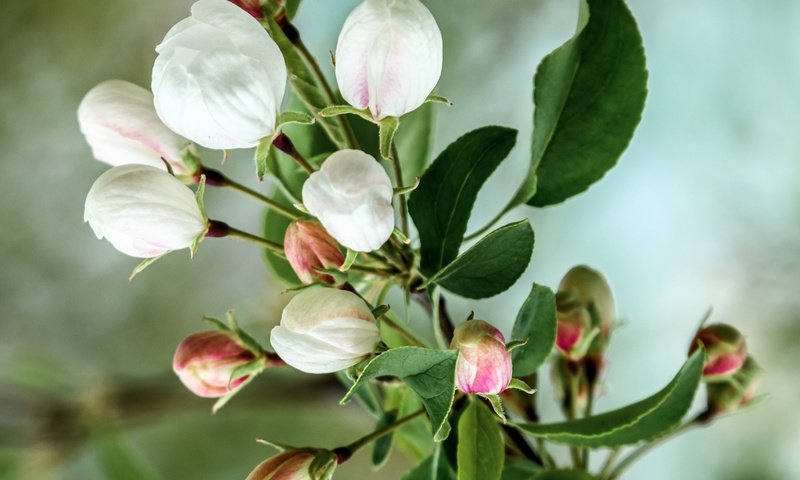 Обои цветы, ветка, цветение, бутоны, весна, яблоня, flowers, branch, flowering, buds, spring, apple разрешение 3423x2690 Загрузить