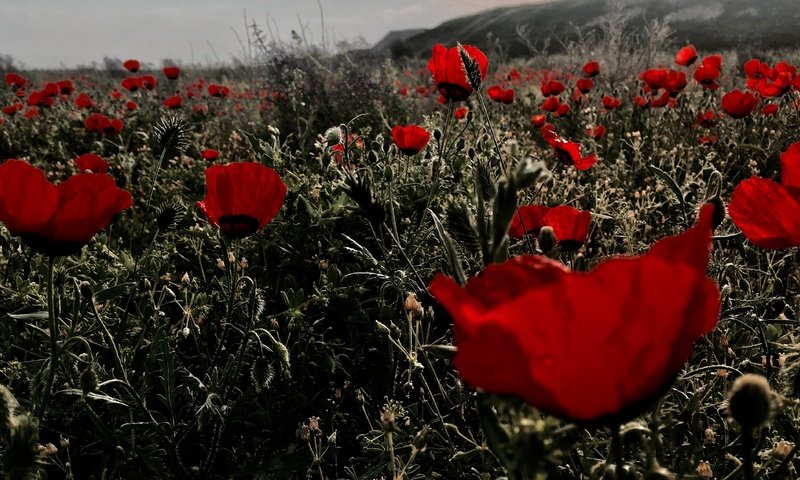 Обои цветы, поле, красные, маки, flowers, field, red, maki разрешение 4032x2270 Загрузить