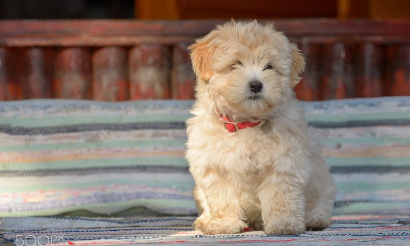 Обои собака, щенок, овчарка, болонка, jordache, румынская овчарка, dog, puppy, shepherd, lapdog, romanian shepherd разрешение 1920x1200 Загрузить