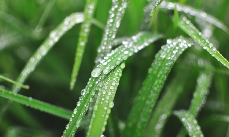 Обои трава, природа, роса, капли, зелёная трава, капельки росы, grass, nature, rosa, drops, green grass, drops of dew разрешение 6000x4000 Загрузить