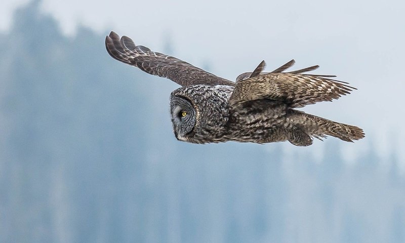 Обои глаза, сова, полет, крылья, птица, клюв, перья, неясыть, eyes, owl, flight, wings, bird, beak, feathers разрешение 1920x1200 Загрузить