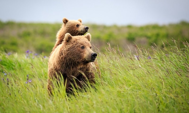 Обои трава, природа, лето, медведь, полевые цветы, медведи, grass, nature, summer, bear, wildflowers, bears разрешение 1920x1200 Загрузить