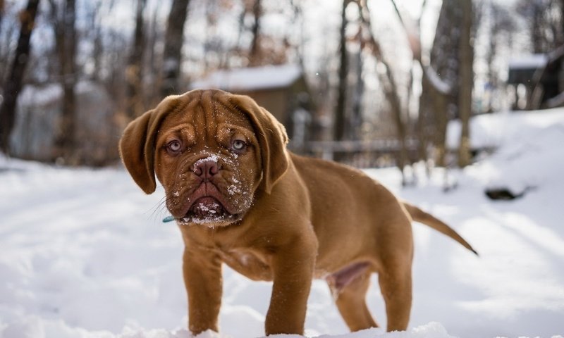 Обои снег, мордочка, взгляд, собака, щенок, бордоский дог, snow, muzzle, look, dog, puppy, dogue de bordeaux разрешение 1920x1200 Загрузить