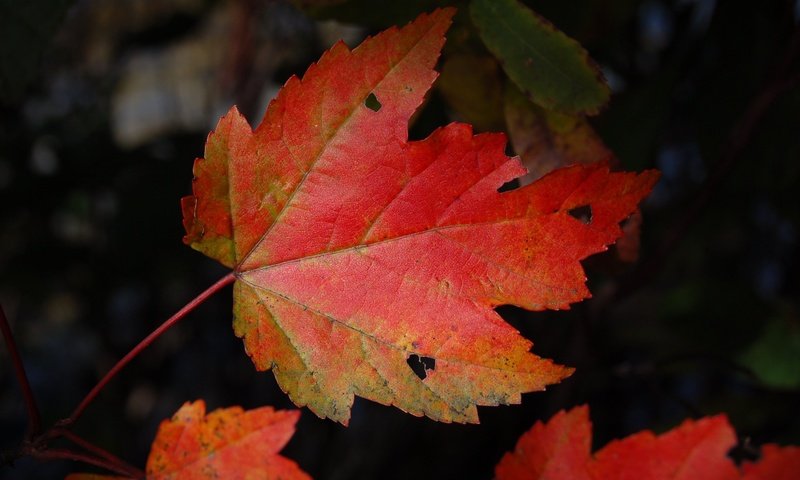 Обои природа, темный фон, кленовый лист, осенние листья, nature, the dark background, maple leaf, autumn leaves разрешение 3008x2000 Загрузить