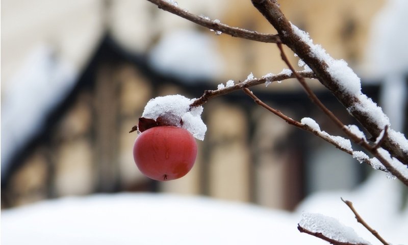 Обои снег, природа, дерево, ветки, фрукты, размытость, яблоко, плоды, snow, nature, tree, branches, fruit, blur, apple разрешение 4096x3072 Загрузить