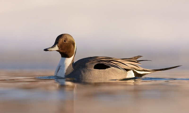 Обои озеро, природа, птица, клюв, перья, рябь, утка, шилохвость, lake, nature, bird, beak, feathers, ruffle, duck, pintail разрешение 2048x1324 Загрузить