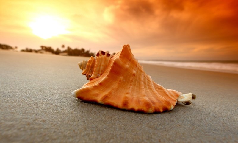 Обои природа, закат, песок, пляж, ракушка, крупным планом, nature, sunset, sand, beach, shell, closeup разрешение 2560x1600 Загрузить