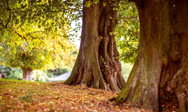 Обои деревья, природа, стволы, листва, осень, trees, nature, trunks, foliage, autumn разрешение 3000x2000 Загрузить