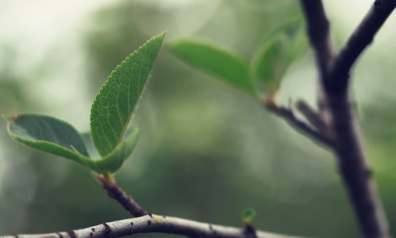 Обои природа, листья, ветки, размытость, весна, зеленые листья, nature, leaves, branches, blur, spring, green leaves разрешение 2560x1600 Загрузить