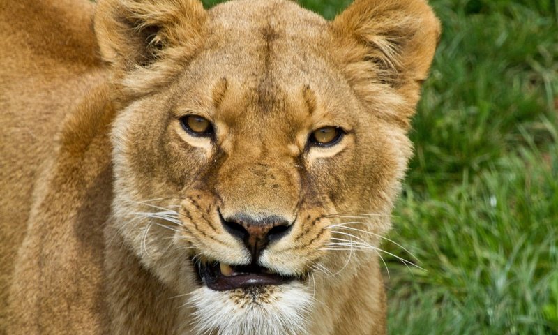 Обои морда, трава, хищник, большая кошка, лев, львица, face, grass, predator, big cat, leo, lioness разрешение 2048x1489 Загрузить