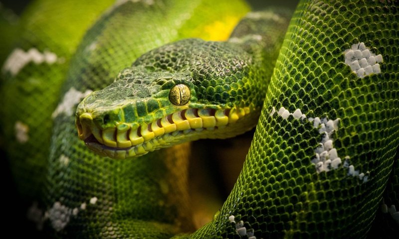 Обои змея, питон, рептилия, snake, python, reptile разрешение 2048x1363 Загрузить