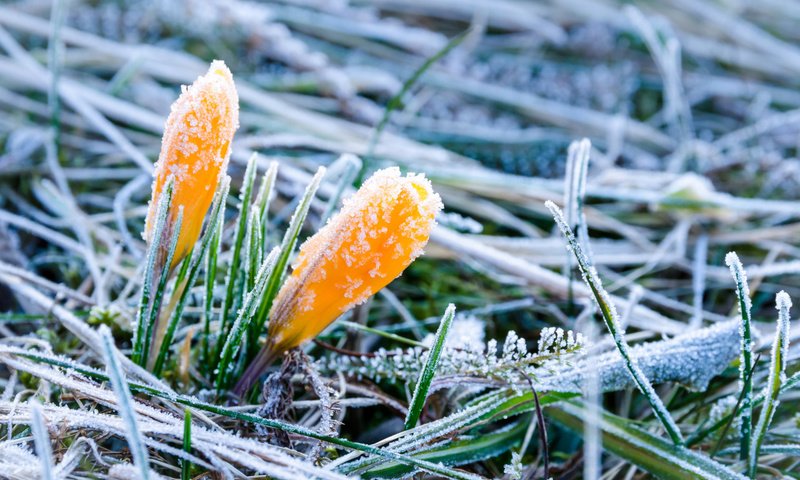 Обои цветы, трава, иней, весна, крокусы, flowers, grass, frost, spring, crocuses разрешение 1920x1200 Загрузить