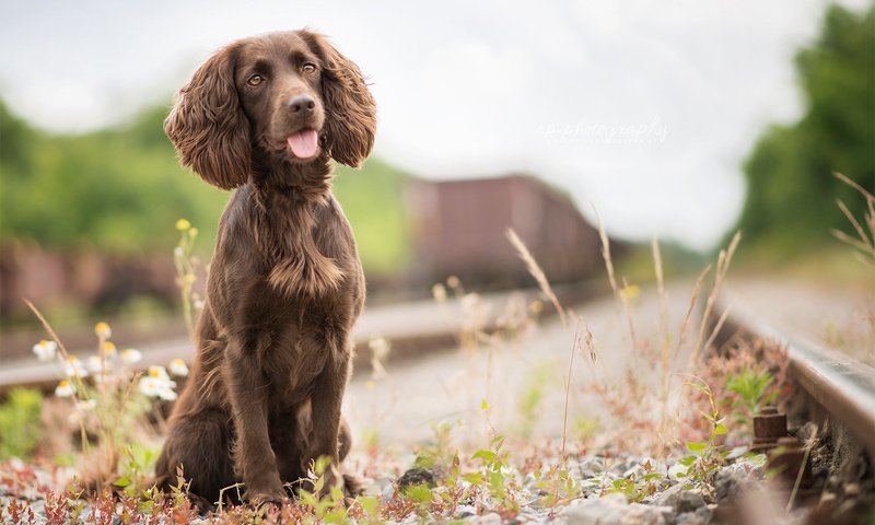 Обои трава, железная дорога, собака, язык, спаниель, irish water spaniel, grass, railroad, dog, language, spaniel разрешение 1920x1200 Загрузить