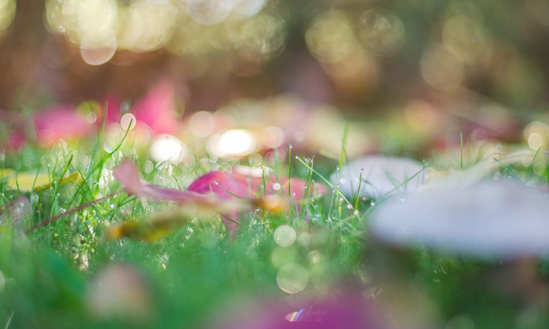 Обои трава, природа, листья, макро, роса, капли, осень, боке, grass, nature, leaves, macro, rosa, drops, autumn, bokeh разрешение 3840x2400 Загрузить