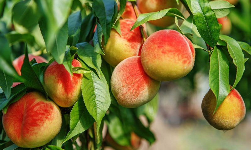 Обои дерево, листья, фрукты, плоды, персики, tree, leaves, fruit, peaches разрешение 2880x1800 Загрузить