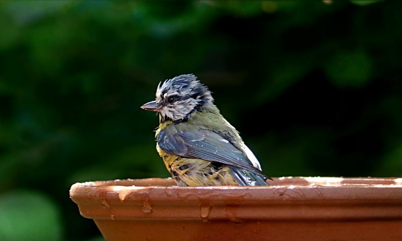 Обои капли, птица, клюв, перья, купание, синица, лазоревка, влда, drops, bird, beak, feathers, bathing, tit, blue tit, vlda разрешение 2771x1457 Загрузить