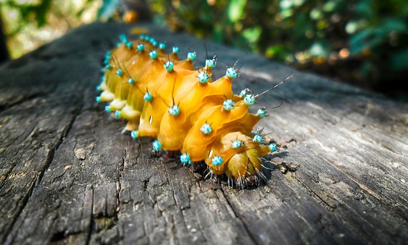 Обои макро, насекомое, животные, гусеница, macro, insect, animals, caterpillar разрешение 1920x1080 Загрузить