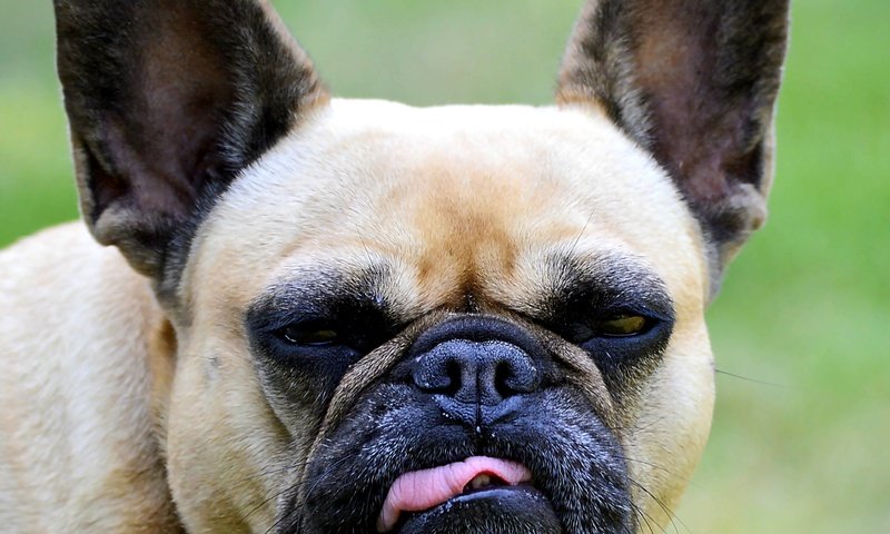 Обои морда, взгляд, собака, язык, бульдог, французский бульдог, face, look, dog, language, bulldog, french bulldog разрешение 2581x2425 Загрузить