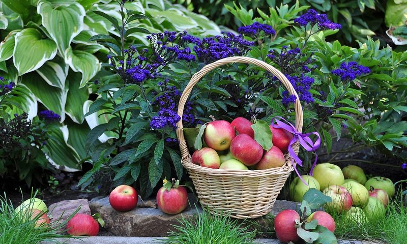Обои цветы, растения, листья, фрукты, яблоки, корзина, плоды, flowers, plants, leaves, fruit, apples, basket разрешение 3000x2051 Загрузить