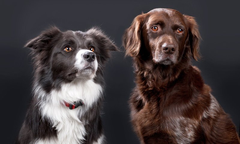 Обои собаки, колли, бордер-колли, dogs, collie, the border collie разрешение 2560x1600 Загрузить