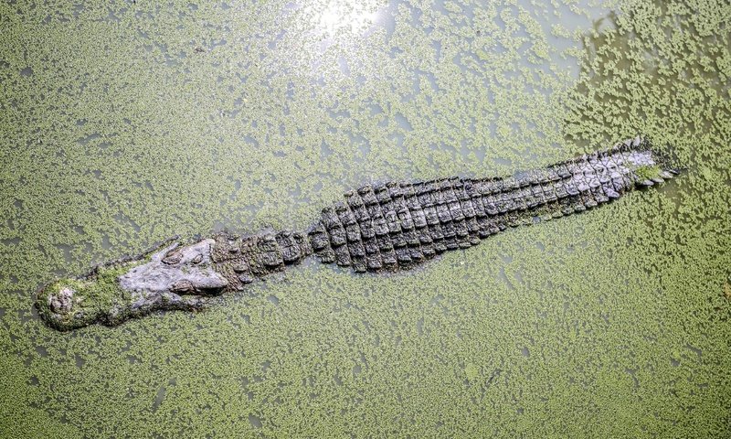 Обои вода, крокодил, водоросли, ряска, аллигатор, water, crocodile, algae, duckweed, alligator разрешение 3840x2400 Загрузить