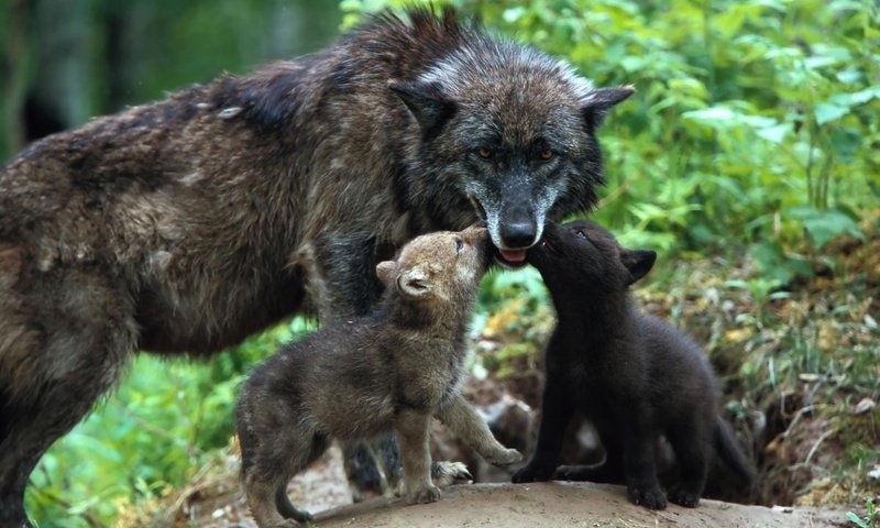 Обои семья, забота, волки, волк, волчица, детеныши, волчата, family, care, wolves, wolf, cubs, the cubs разрешение 1920x1280 Загрузить