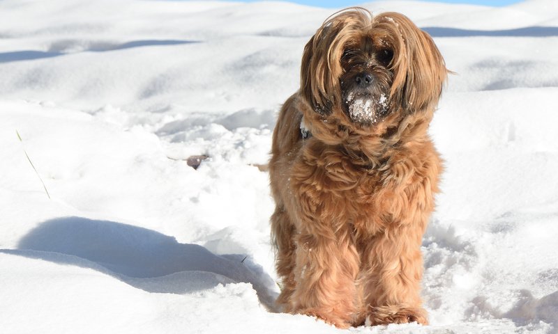 Обои снег, зима, мордочка, взгляд, собака, тибетский терьер, snow, winter, muzzle, look, dog, the tibetan terrier разрешение 2880x1800 Загрузить