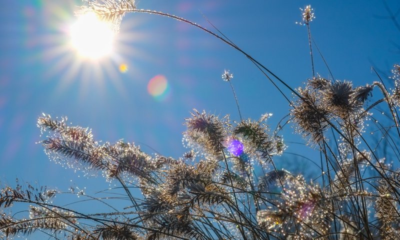 Обои небо, трава, солнце, природа, растения, капли, колоски, the sky, grass, the sun, nature, plants, drops, spikelets разрешение 4896x3264 Загрузить