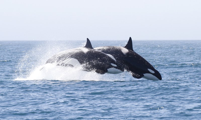 Обои вода, брызги, кит, косатка, water, squirt, kit, orca разрешение 3887x2186 Загрузить