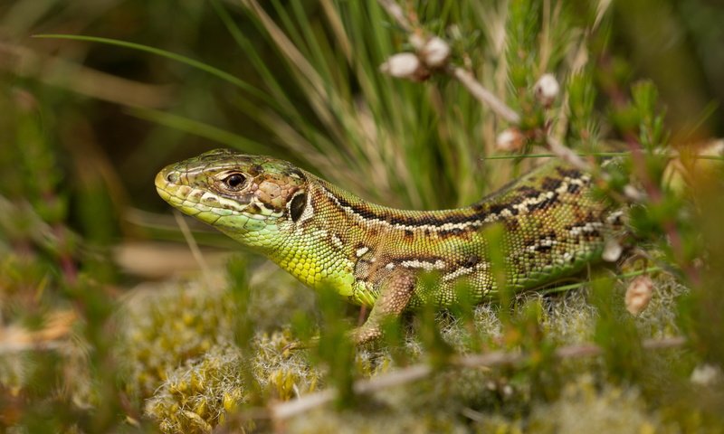 Обои природа, растения, фон, ящерица, рептилия, nature, plants, background, lizard, reptile разрешение 2560x1600 Загрузить