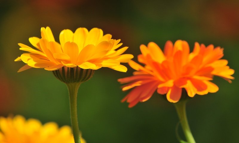 Обои цветы, лепестки, стебли, календула, flowers, petals, stems, calendula разрешение 4288x2848 Загрузить