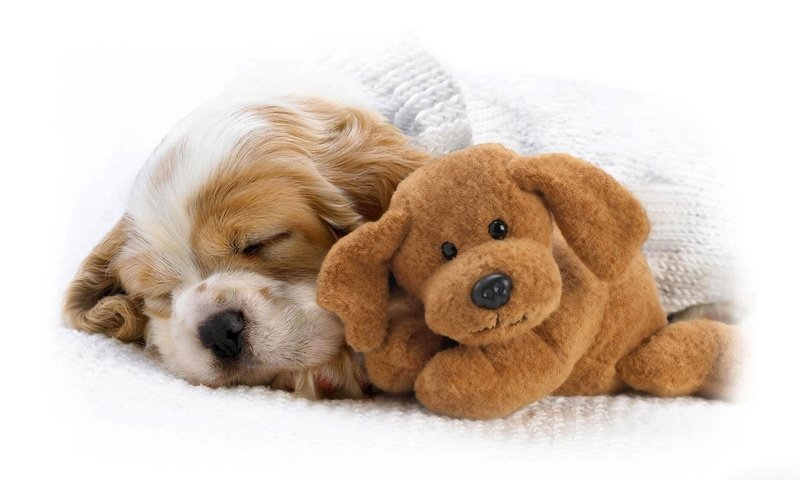 Обои собака, спит, игрушка, щенок, нос, кокер-спаниель, dog, sleeping, toy, puppy, nose, cocker spaniel разрешение 1920x1080 Загрузить