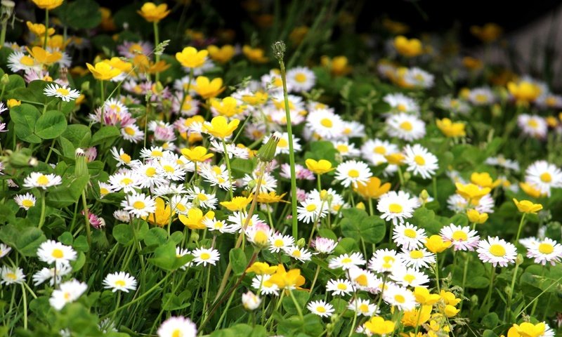 Обои клевер, ромашки, полевые цветы, лютики, clover, chamomile, wildflowers, buttercups разрешение 2560x1600 Загрузить