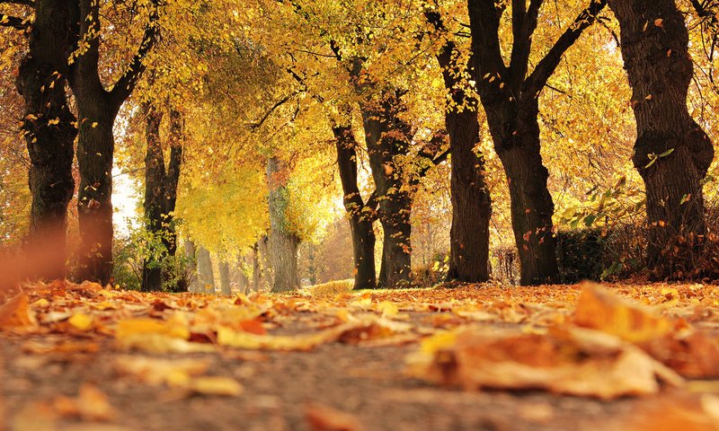 Обои деревья, природа, листья, парк, осень, trees, nature, leaves, park, autumn разрешение 2880x1800 Загрузить