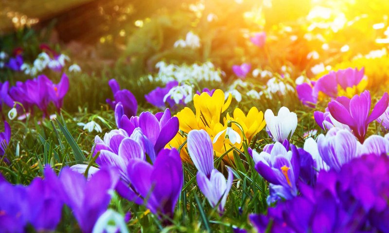 Обои цветы, весна, крокусы, flowers, spring, crocuses разрешение 1920x1200 Загрузить