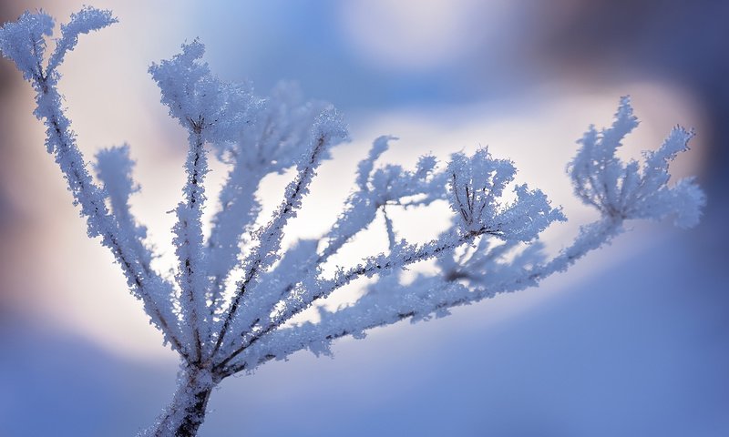 Обои снег, природа, зима, макро, иней, растение, snow, nature, winter, macro, frost, plant разрешение 1920x1200 Загрузить