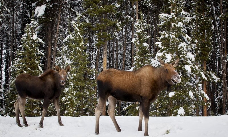 Обои деревья, снег, лес, зима, лось, лоси, trees, snow, forest, winter, moose, elk разрешение 1920x1200 Загрузить