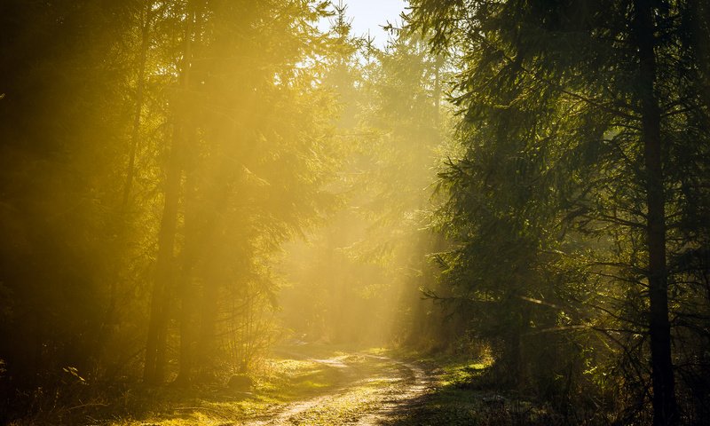 Обои дорога, деревья, лес, утро, туман, road, trees, forest, morning, fog разрешение 1920x1200 Загрузить