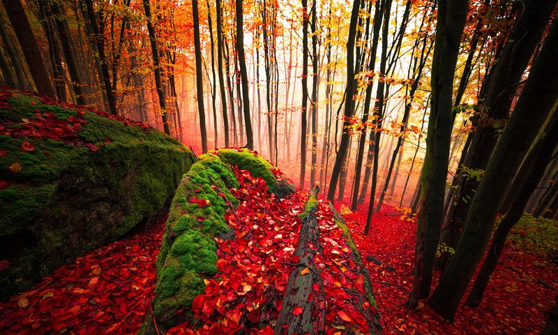 Обои деревья, лес, листья, стволы, осень, мох, trees, forest, leaves, trunks, autumn, moss разрешение 1920x1200 Загрузить