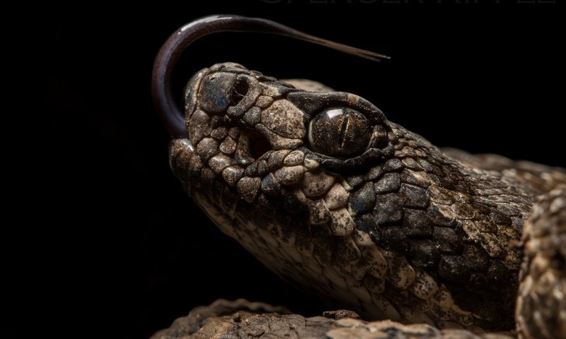 Обои змея, черный фон, рептилия, пресмыкающиеся, snake, black background, reptile, reptiles разрешение 2560x1600 Загрузить