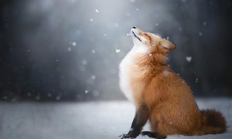 Обои снег, зима, лиса, профиль, лисица, животное, закрытые глаза, snow, winter, fox, profile, animal, closed eyes разрешение 1920x1080 Загрузить